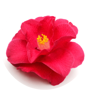 Ulje za sjajne krajeve